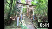 野中の一方杉　熊野古道　継桜王子