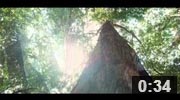 熊野古道　野中の一方杉